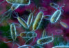‘Search and Replace’ Option Now Available For Living Genome