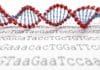 Scientists Design New Letters of the Genetic Code Scientists Design New Letters of the Genetic Code