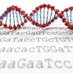 Scientists Design New Letters of the Genetic Code Scientists Design New Letters of the Genetic Code