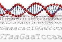 Scientists Design New Letters of the Genetic Code Scientists Design New Letters of the Genetic Code