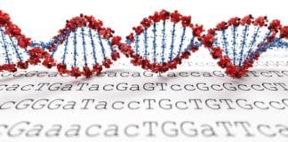 Scientists Design New Letters of the Genetic Code