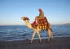 Catching The Cold – Study reveals First Cold Was Caught From Camels