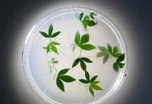 Agri Biotech Foundation Announces Refresher Course For Molecular Tools