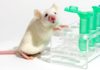 Brain Plasticity Proven When Researchers “Reprogram” Mice Brains With Light Beam