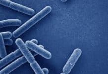 Apply For One Year Apprenticeship Training Programmes in Microbiology @ Regional Cancer Centre