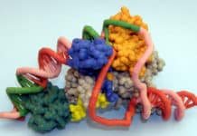 Transcription Factors Indicate Potential Drug Target For Autoimmune Disease