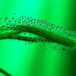 DBT, Govt of India Calls For Proposal Under Nanobiotechnology