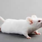 Scientists develop a technique to see through a mouse’s nervous system without dissecting it