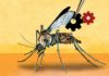 Gene Drive DNA Research Sparks Controveries and Ethical Debate