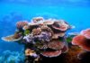 Ocean preservationists to 3D print coral reefs to save Caribbean Ocean Microbiomes Could Play Crucial Role in Coral Health: Study