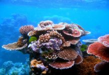 Microbiomes Could Play Crucial Role in Coral Health: Study