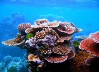 Microbiomes Could Play Crucial Role in Coral Health: Study