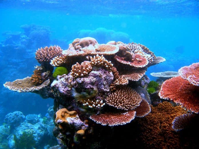 Microbiomes Could Play Crucial Role in Coral Health: Study