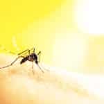 Moderna Wins $125M For Zika mRNA Vaccine Research