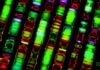 Scientists Discover Distant DNA Working Together to affect Disease Risk