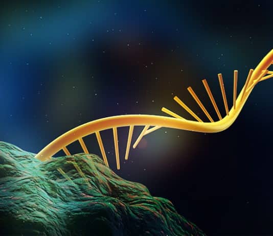 Scientists Unearth Long ncRNA Chromosomal Interactions