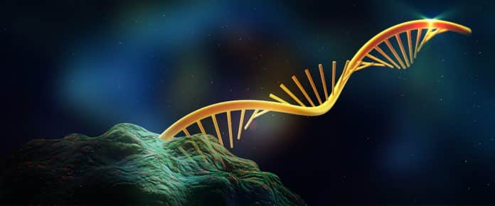 Scientists Unearth Long ncRNA Chromosomal Interactions
