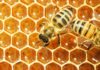 Biofuels good for climate but not for bees, says a study