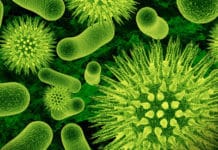 Contagious Bacteriophages Could Link Alzheimer’s and Other Diseases