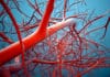 Fly Development Research Paves Way To Blood Vessel Formation Insights