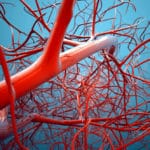 Fly Development Research Paves Way To Blood Vessel Formation Insights