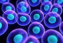 DNA Repair Switch Is Also The Cell’s Death Switch