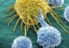 Amgen Buys Rights from Boehringer Ingelheim to Myeloma BiTE Immunotherapy