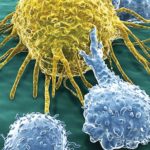 Amgen Buys Rights from Boehringer Ingelheim to Myeloma BiTE Immunotherapy