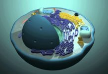 3D Cell Culture Continue To Draw Drug Developers’ Interest