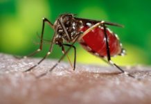 Did You Know Fungus Makes Mosquitoes More Susceptible to Malaria?