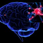 Scientists Find Unexpected Mechanisms of Memory