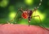 Zika Diaries: Scientists discover that Zika-infected female mosquitoes can pass virus to their offspring