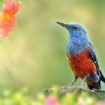 Govt Job : Program Fellow & Lab Assistant Post Vacant at SACON