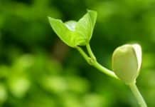 One Week Hands-on Training Programme in Plant Tissue Culture @ ABF, Hyderabad