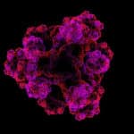 Proteins Stabilized Outside Body in Synthetic Environment for First Time