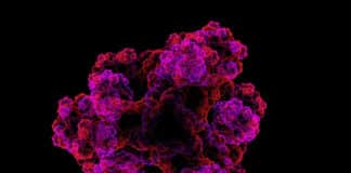Proteins Stabilized Outside Body in Synthetic Environment for First Time