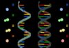 Walking The Same Path – How RNA And DNA Evolved