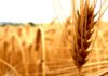 Govt Job : JRF & Young Professional Post vacant @ ICAR – NIASM, Ministry of Agriculture & Farmers Welfare