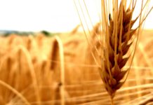 Govt Job : JRF & Young Professional Post vacant @ ICAR – NIASM, Ministry of Agriculture & Farmers Welfare