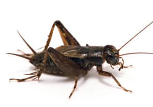 insect_musicians_allon-fasc_wh_white1