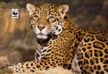 WWF ( World Wide Fund ) Prince Bernhard Scholarship Fund for Nature Conservation