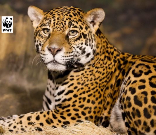 WWF ( World Wide Fund ) Prince Bernhard Scholarship Fund for Nature Conservation