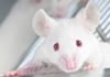 Humanizing Animals for Immuno-Oncology