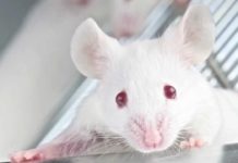 Humanizing Animals for Immuno-Oncology