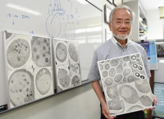 Nobel Prize Aside, Yoshinori Ohsumi Says Autophagy Studies Are Just Getting Started