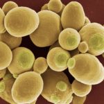 Yeast Gene Study Could Transform Treatment of Human Viral Diseases