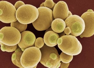 Yeast Gene Study Could Transform Treatment of Human Viral Diseases