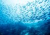New Ocean Zone Teeming with New Species of Fish Discovered New Ocean Zone Teeming with New Species of Fish Discovered