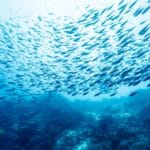 New Ocean Zone Teeming with New Species of Fish Discovered