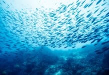 New Ocean Zone Teeming with New Species of Fish Discovered